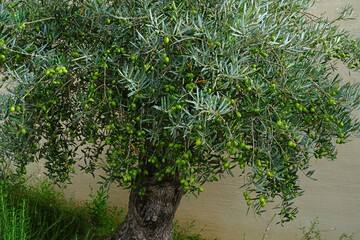 Green and black olives growing on an olive tree in Italy - 713462916