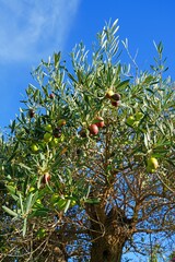 Green and black olives growing on an olive tree in Italy - 713462959