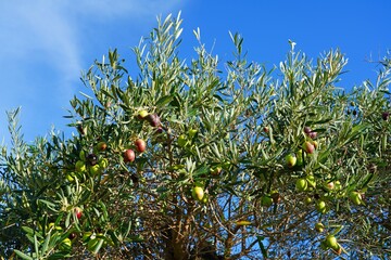 Green and black olives growing on an olive tree in Italy - 713462978