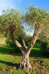 Green and black olives growing on an olive tree in Italy - 713462993