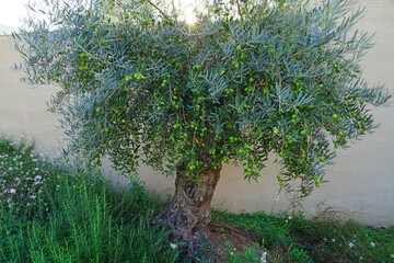 Green and black olives growing on an olive tree in Italy - 713463119