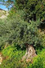 Green and black olives growing on an olive tree in Italy - 713463179