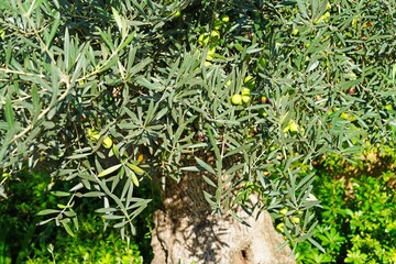 Green and black olives growing on an olive tree in Italy - 713463193