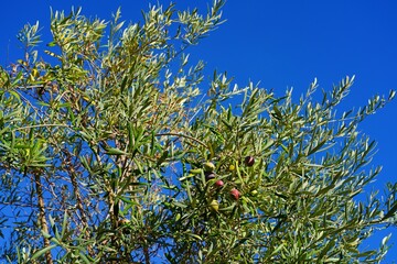 Green and black olives growing on an olive tree in Italy - 713463344