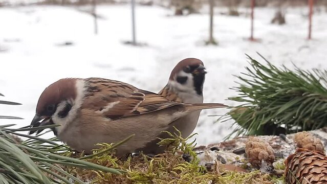 Sparrows are sitting on a beautiful feeder and eating sunflower seeds. Close-up.