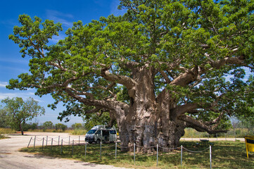 Campervan parked in the shade of the Baobab Prison Tree, Derby, Western Australia, a 1500 year old, hollow Adansonia gregorii, once used as a lockup for aboriginal prisoners