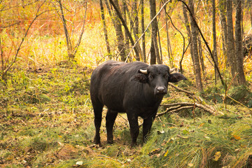 Water Buffalo Roaming in the Natural Forest