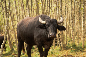 Water Buffalo Roaming in the Natural Forest