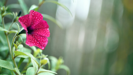 beautiful red flower. flowers in the spring park. plants in a country garden. beautiful flowers, water drops, morning dew, moisture, rain. flower bed in the summer garden. macro