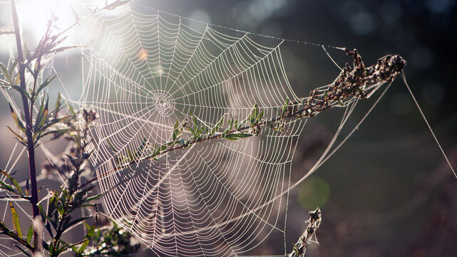 cobwebs on field plants, morning Sunshine, blurred background, dry flowers, web, bokeh, warm sunlight, soft focus. baner. autumn background. macro nature, spider web on meadow flowers - Powered by Adobe