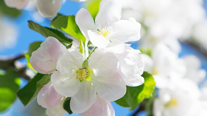 flowering apple tree branch in the garden. Blooming fruit trees in the garden. White and pink flowers close-up on a branch of a tree. Floral spring nature background.