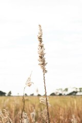 Fototapeta premium Grass in a field 