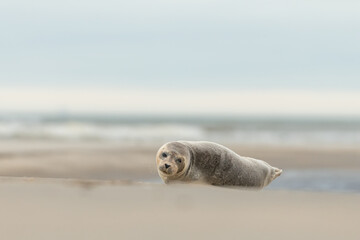 Harbor Seal (Phoca vitulina) in natural environment on the beach of The Netherlands. Photographed...