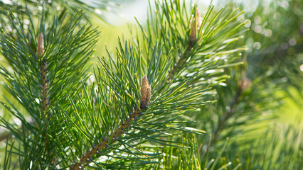 pinus resinosa. young tender cones on a pine branch in the forest. Closeup of Red Pine, Pinus...