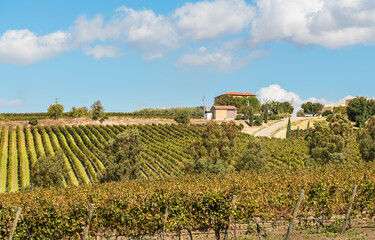 Countryside Sicilian landscape with the vineyards of the Campobello di Licata in province of Agrigento, Italy