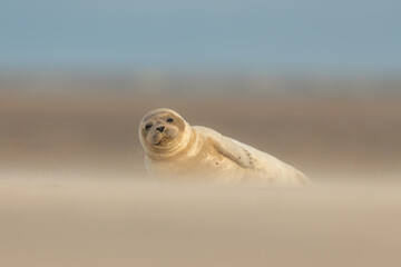 Harbor Seal (Phoca vitulina) in natural environment on the beach of The Netherlands. Photographed on a windy day in a sandstorm. Wildlife.