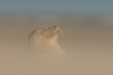 Harbor Seal (Phoca vitulina) in natural environment on the beach of The Netherlands. Photographed on a windy day in a sandstorm. Wildlife.