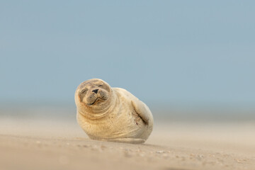 Harbor Seal (Phoca vitulina) in natural environment on the beach of The Netherlands. Photographed...