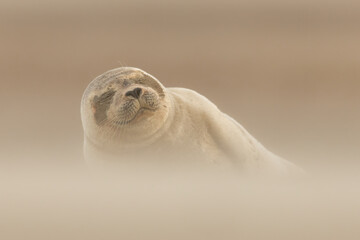 Harbor Seal (Phoca vitulina) in natural environment on the beach of The Netherlands. Photographed on a windy day in a sandstorm. Wildlife.