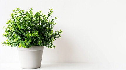 fancy decorative plant on white background