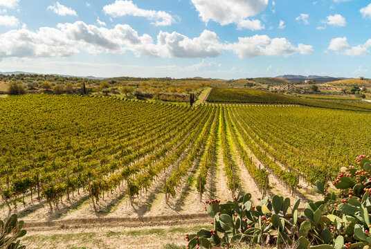 Countryside Sicilian landscape with the vineyards of the Campobello di Licata in province of Agrigento, Italy