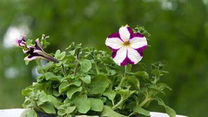 Petunia. urns with flowers in the spring park. Stone pot with plants in a country garden. beautiful flowers, flower bed in the summer garden. white-red flowers. beautiful flower blooming flowerpot