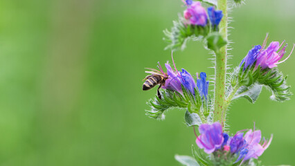 A bee collects honey on blue flowers on nature. macro photo of insects. delicate meadow flower. european honey bee. pollination of plants in nature. spring time