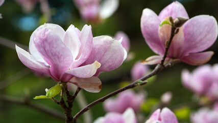 Magnolia. spring magnolia flowers, natural abstract soft floral background. beautiful flowers, delicate magnolia, in the garden or park. pink flower on green natural background. close-up
