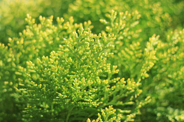 Spring nature. Young twigs of Thuja closeup. Fresh green leaves, branches of white cedar on blurred background. Young twigs of evergreen. White Cedar. Thuja green leaves. Ecology