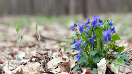 Viola odorata, tender spring purple flowers with green leaves, growing in the spring forest. known...
