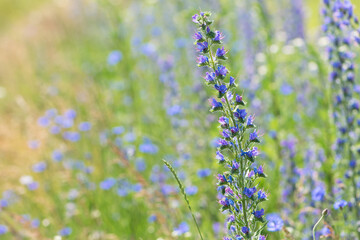 Echium vulgare. beautiful wildflowers. blue flowers, summer floral background. close-up. bokeh. beautiful nature. blooming meadow in sunny weather. spring meadow. selective focus