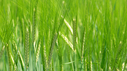 Young Wheat ears illuminated by sunlight. Gorgeous shape of the Wheat spikes. concept of a good...