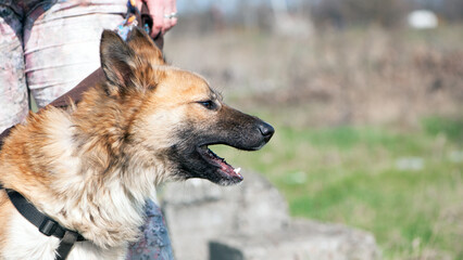 Beautiful red-haired dog. big fluffy dog, portrait, head close-up. home animal. dog with character looking away. red stray dog. animal shelter concept, care, veterinary. looks like a fox