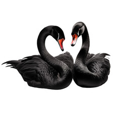 Two black Swans isolated on transparent and white background. Generative ai