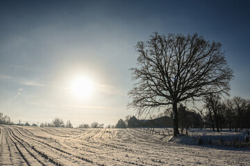 Belgique Brabant flamand Beersel paysage arbre campagne hiver neige environnement