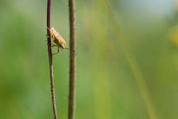 close-up of bug on a green plant. Macro shot of brown nymph Marmorated stink bug Halyomorpha halys. shield bug crawling on a plant on a green background. macro photo of insects in nature