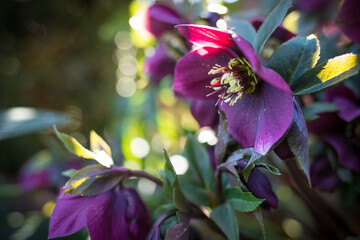 Purple spring flower Helleborus orientalis blooms in the garden. Christmas or Lenten rose in the...