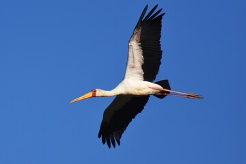 Fliegender Nimmersatt (Mycteria ibis) im Flug in Namibia.