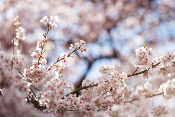 Blooming cherry blossom branches in spring. Closeup of pink flowers with soft bokeh background with branches and twigs in sunlight