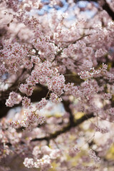 Blooming cherry blossom branches in spring. Closeup of pink flowers with soft bokeh background with branches and twigs in sunlight