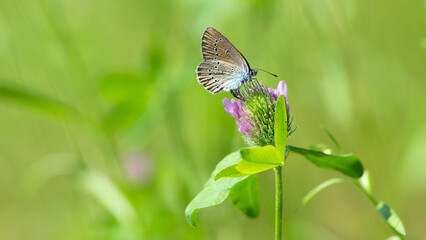 Polyommatus icarus. butterfly on clover flower. Common blue butterfly at rest on red clover flower. European macro nature. insect on a wildflower. meadow flower and butterfly, background, close-up.