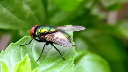 a green fly sitting on a leaf with a red head