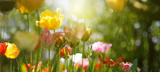 tulpen in blüte, blumen farben natur garten frühling freizeit - obrazy, fototapety, plakaty
