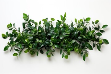  a close up of a plant with green leaves on a white background with a place for the text on the left side of the image.