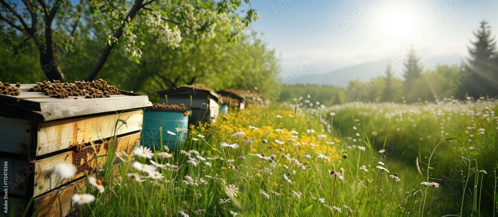 Aufkleber A row of bee hives in a field of flowers with an orchard behind. Copy space image. Place for adding text or design