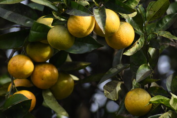 A group of orange hanging from the tree