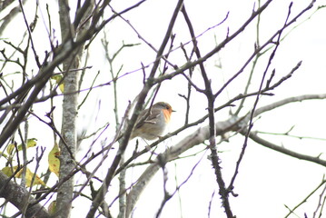 Robin singng from the branch of a tree