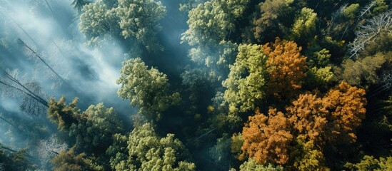 Naklejka na ściany i meble Aerial top view forest tree of ecological disaster of fires Lungs from forest trees and fire concept Ecology and environment creative idea Breath of planet earth. Copy space image