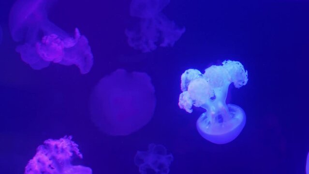 A group of blue fluorescent jellyfish swimming in an underwater aquarium. Marbled jellyfish Lychnorhiza lucerna in dark water, ocean. Theriology, tourism, diving, underwater life.