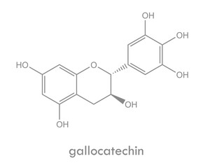 Gallocatechin structure. Molecule of catechin (polyphenol) found in green tea.